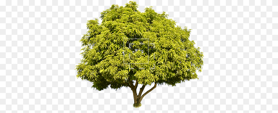Tall Green Juniper Juniper Tree, Maple, Plant, Oak, Sycamore Free Png