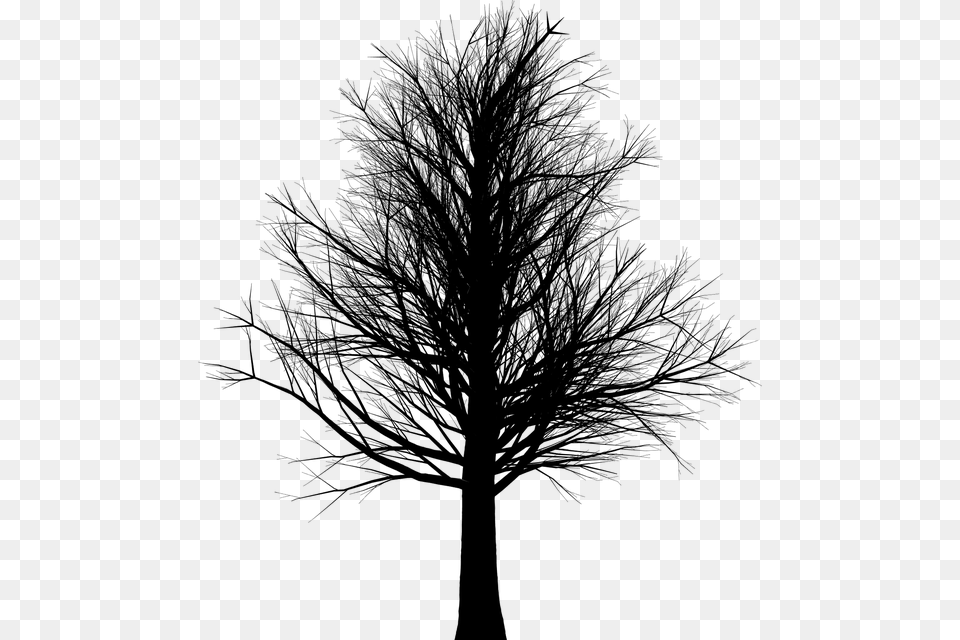 Tall Leafless Black Tree, Gray Png Image