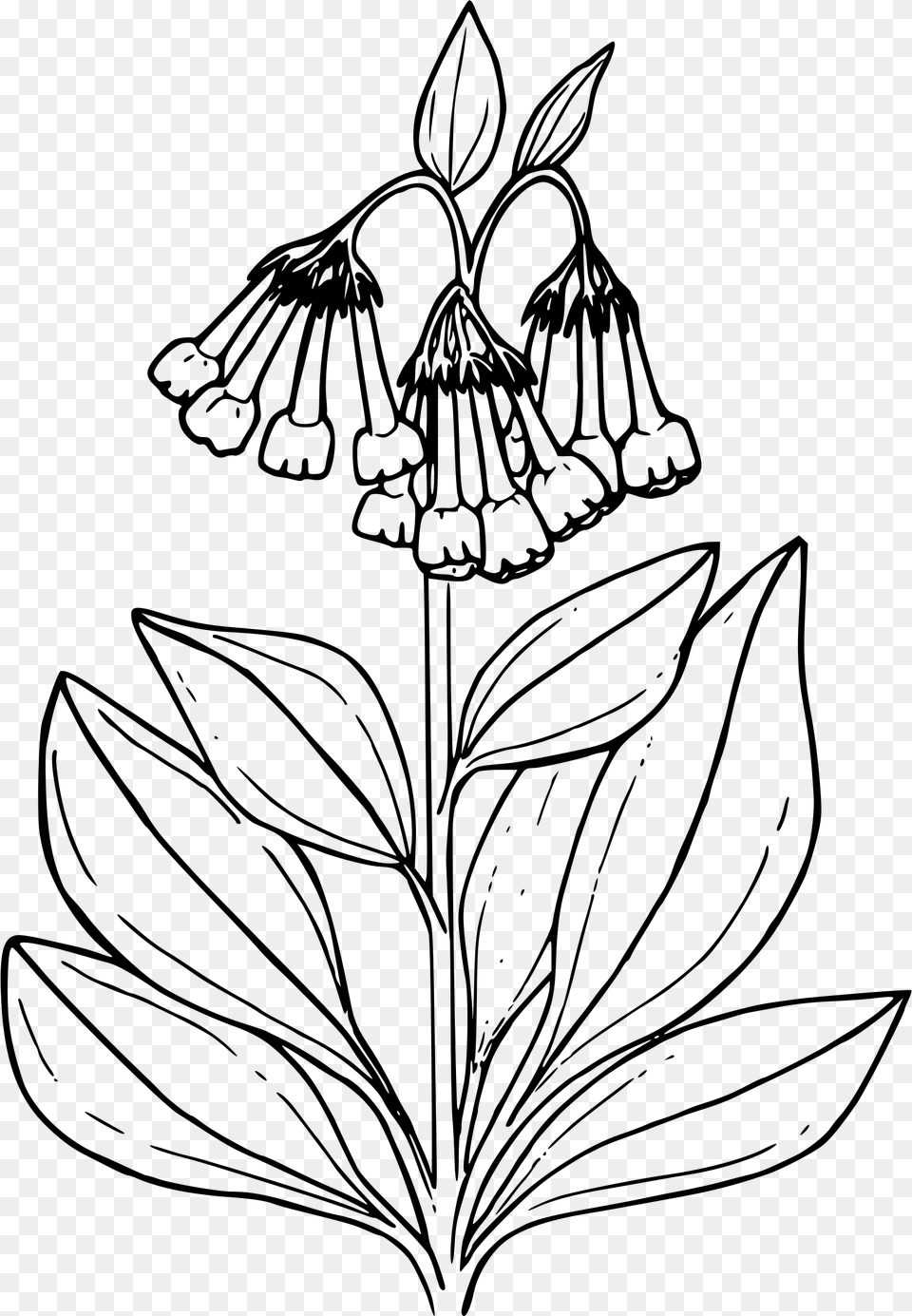 Tall Mountain Bluebells Big Bluebell Flower Coloring Pages, Gray Free Png