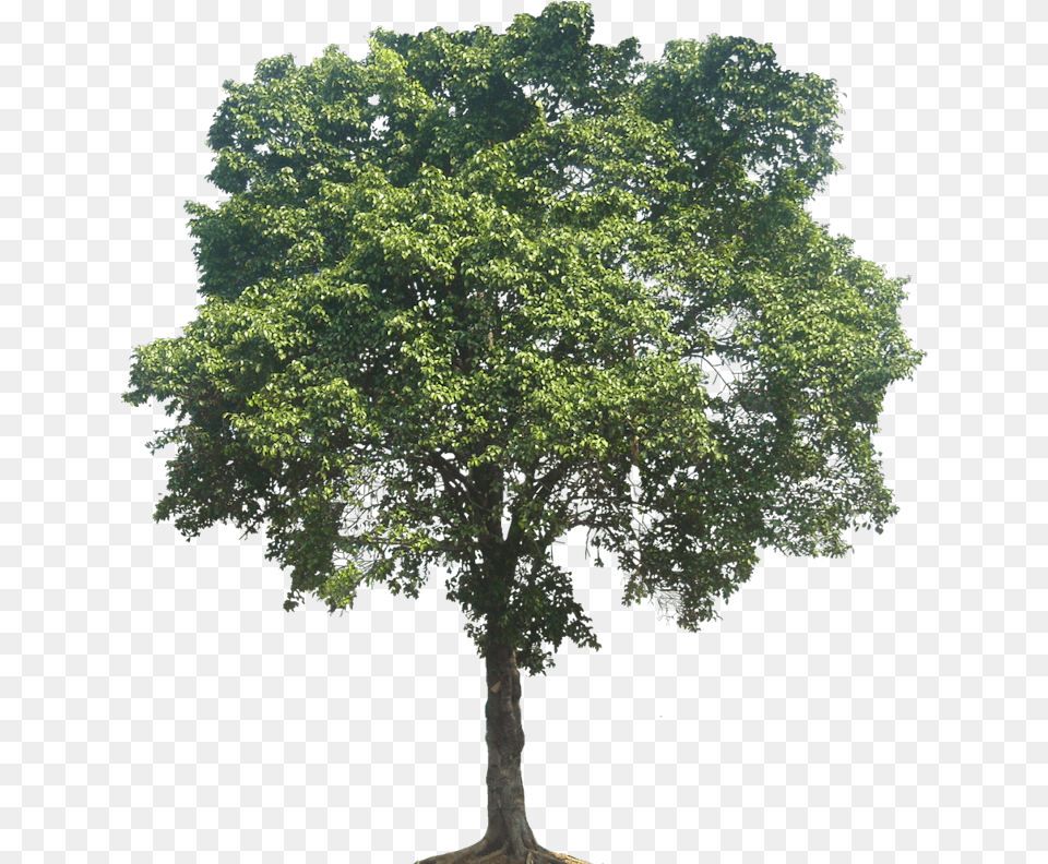 Tall Oak Tree, Plant, Sycamore, Tree Trunk Png