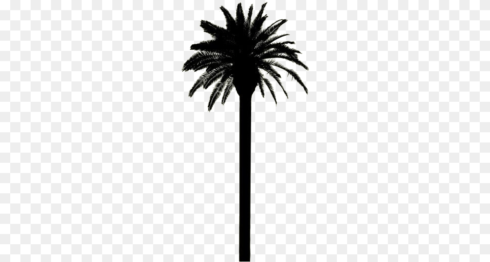Tall Palm Tree Date Palm, Palm Tree, Plant, Fireworks, Silhouette Free Png