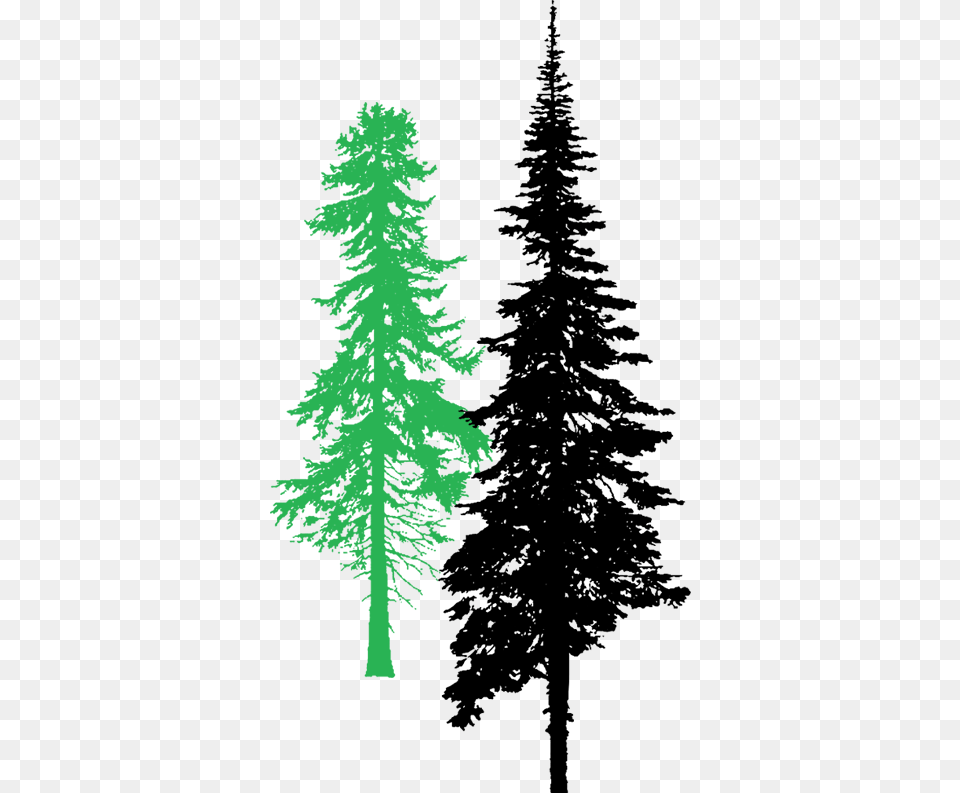 Tall Pine Tree, Green, Plant, Fir, Conifer Free Png Download