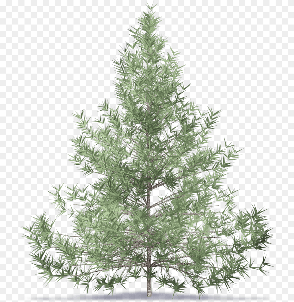 Tall Pine Tree Silhouette Trees Bim Revit, Plant, Conifer, Fir Free Transparent Png