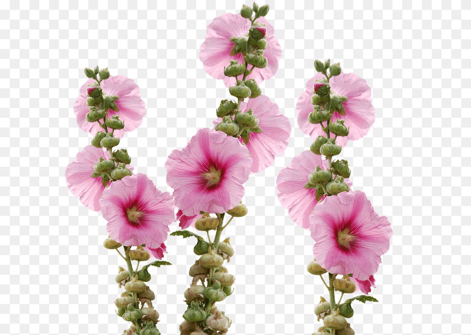 Tall Pink Flower Name, Petal, Plant, Geranium, Hibiscus Png