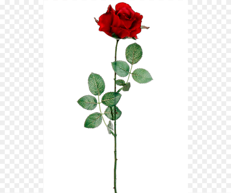 Tall Rose Bud Spray Red Floribunda, Flower, Plant Free Png