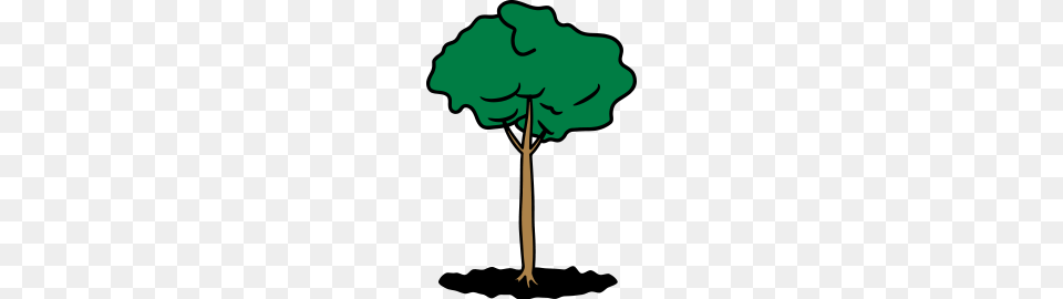 Tall Slim Tree, Plant, Person, Art Free Png Download
