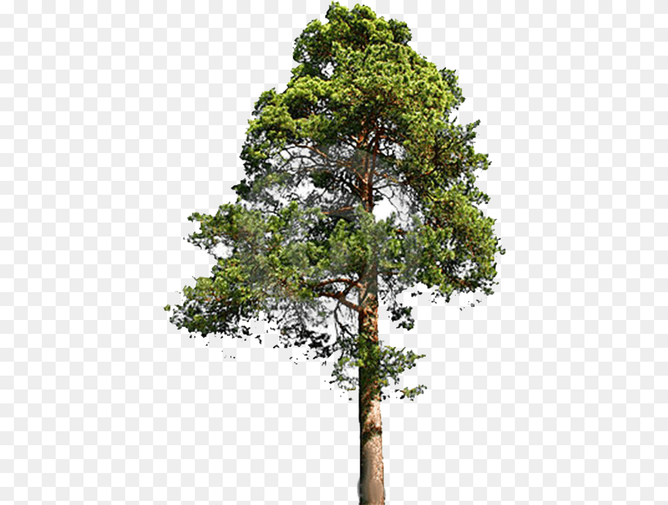Tall Tree, Oak, Pine, Plant, Sycamore Free Transparent Png