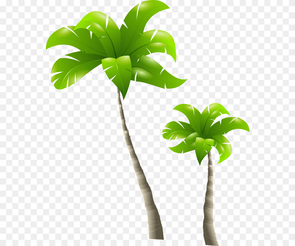 Tall Tree And Short Tree, Leaf, Palm Tree, Plant, Vegetation Free Png