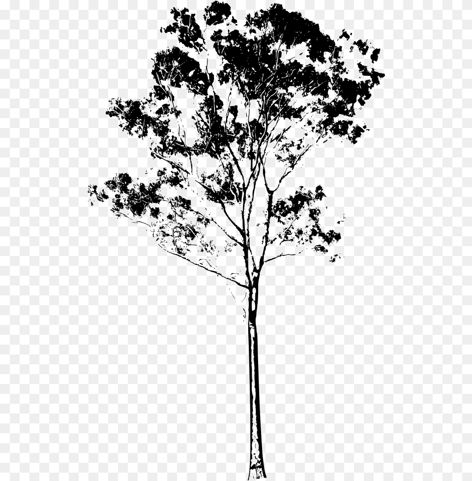 Tall Tree Eucalyptus Tree Silhouette, Gray Png Image