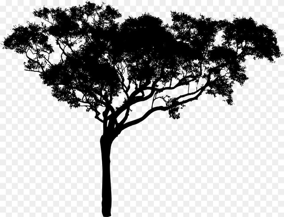 Tall Tree Silhouette Tree Vector, Gray Free Png Download