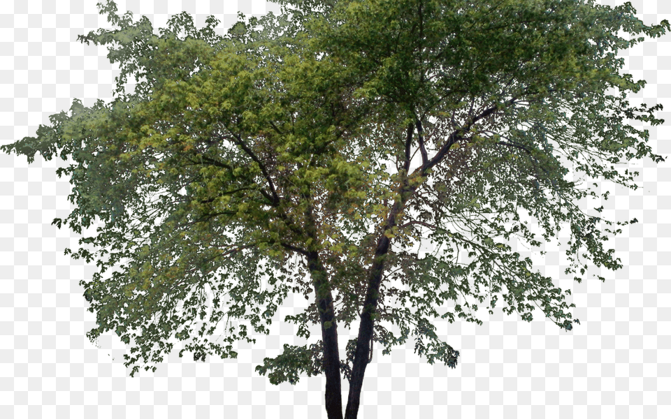 Tall Treepng Ph Photoshop Architecture Tree, Oak, Plant, Sycamore, Tree Trunk Png Image