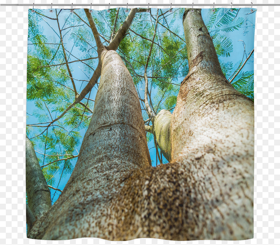 Tall Trees Shower Curtain And Shrubs Tree Woodland, Plant, Tree Trunk, Vegetation Free Png