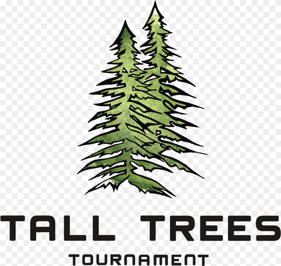 Tall Trees Tournament 2019, Plant, Tree, Fir, Pine Free Png