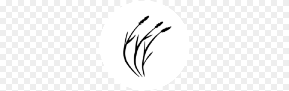 Tallgrass, Grass, Plant, Electronics, Hardware Free Png