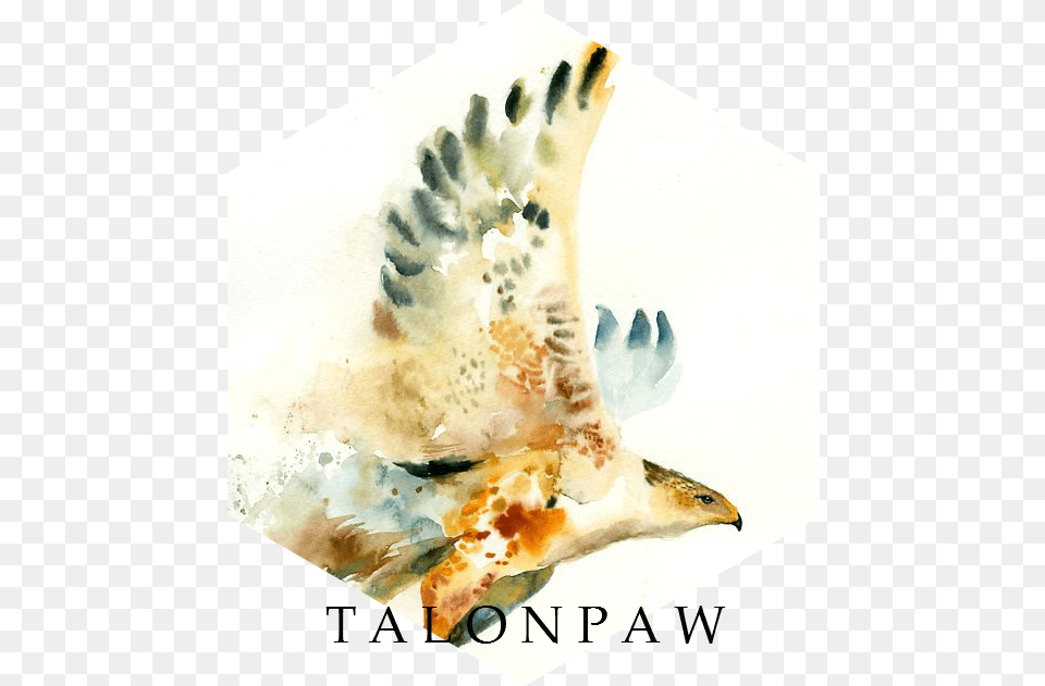 Talonpawbanner Hawk, Animal, Bird, Art, Painting Png Image