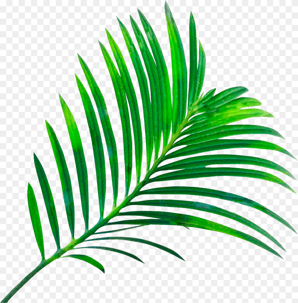 Tamarind Leaf Clipart, Green, Plant, Tree, Vegetation Png Image