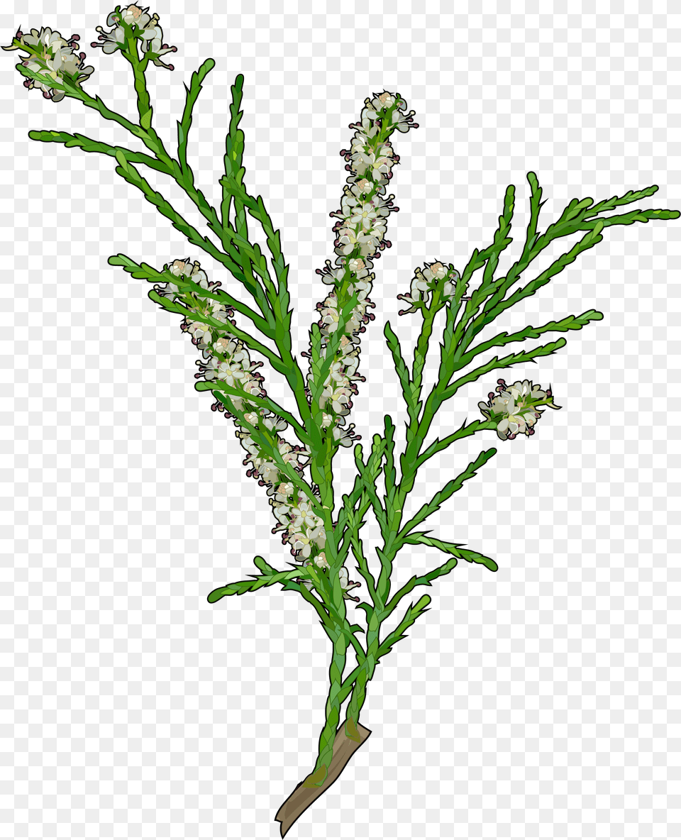 Tamarix Canariensis, Tree, Plant, Flower, Grass Free Transparent Png