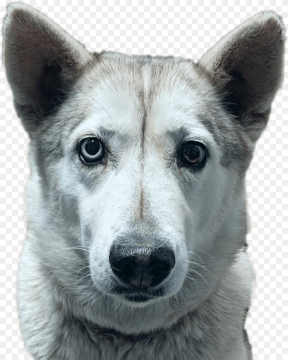 Tamaskan Dog, Animal, Canine, Husky, Mammal Free Png Download