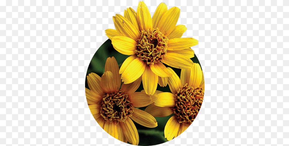 Tambin Conocida Popularmente Como Tabaco De Sunflower, Daisy, Flower, Plant, Pollen Free Png Download