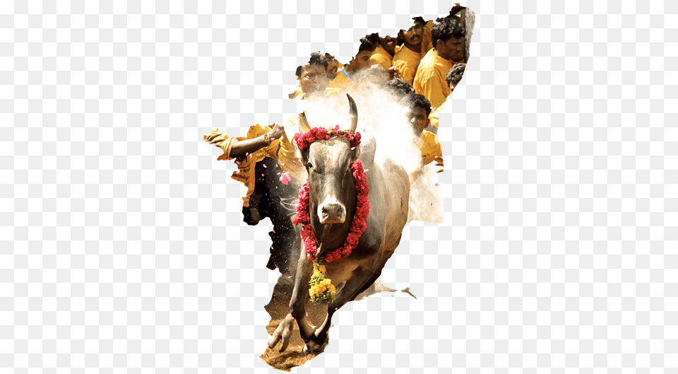 Tamilnadu Tamil Culture South Tamil Culture, Animal, Mammal, Bull, Male Png