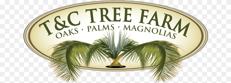 Tampc Tree Farm Inc Label, Palm Tree, Plant, Vegetation, Leaf Free Png