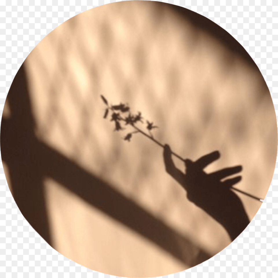 Tan Tanaesthetic Brown Brownaesthetic Shadow Flower Pastel Brown Aesthetic, Person, Photography, Hand, Plant Free Transparent Png