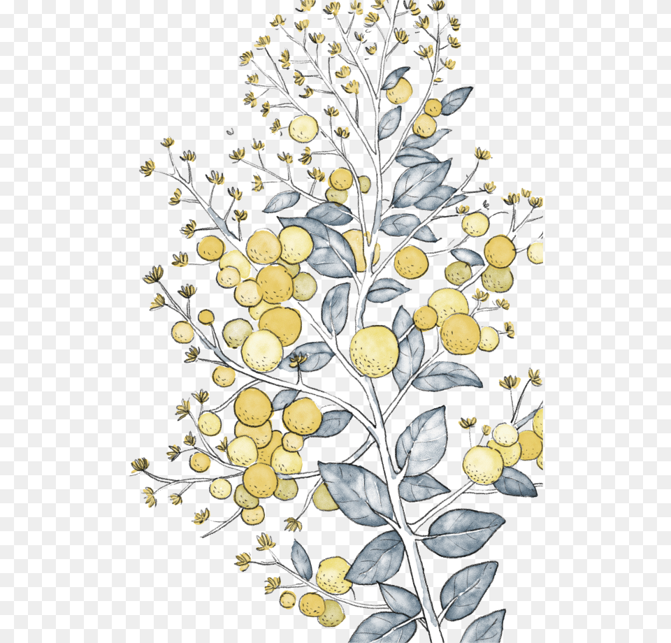 Tanacetum Balsamita, Plant, Art, Pattern, Graphics Png