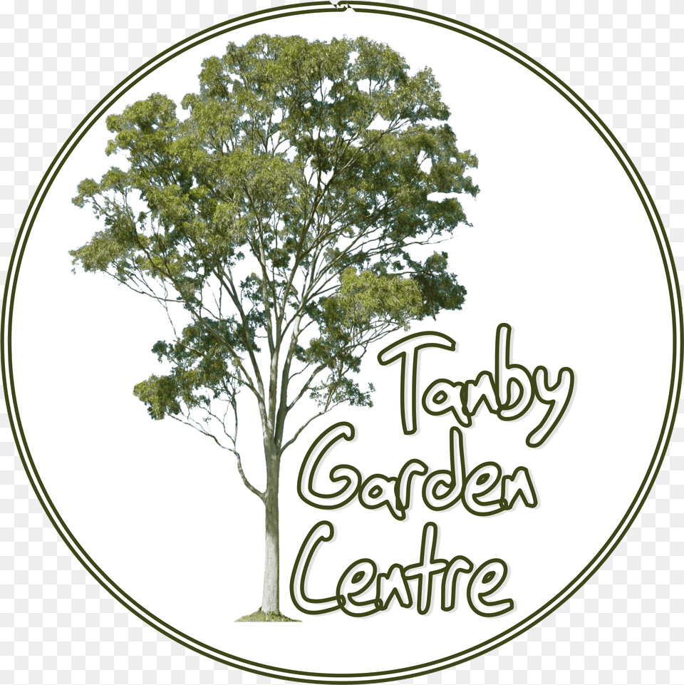 Tanby Garden Centre The Capricorn Coast Nursery And Tanby Garden Centre, Oak, Plant, Sycamore, Tree Free Transparent Png