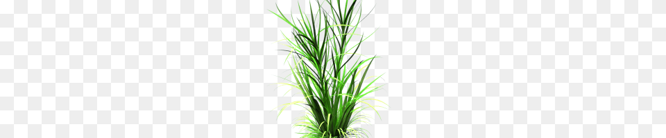 Tanda Ceklis Image, Grass, Plant, Agavaceae, Green Png