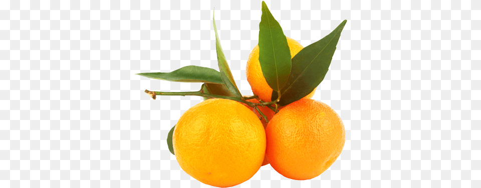 Tangerine, Citrus Fruit, Food, Fruit, Orange Free Transparent Png
