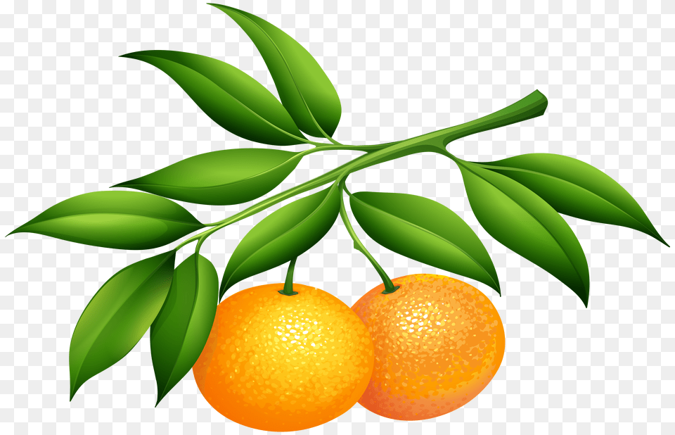 Tangerines Clip Art Free Png