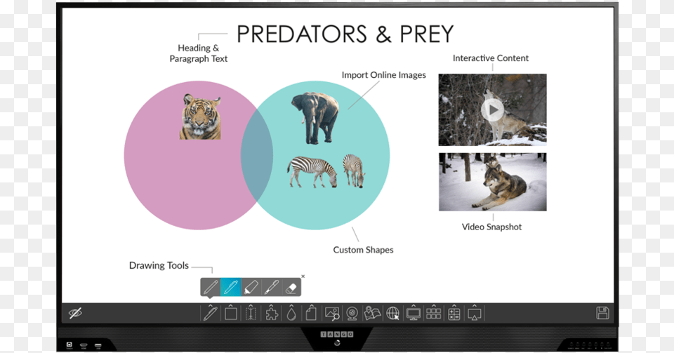Tango Teach Interactive Display 65data Rimg Lazy Koala, Animal, Mammal, Wildlife, Zebra Free Png