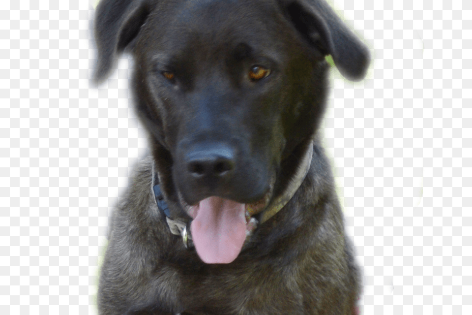 Tank On Travel Funny Dog Story Rescue Dog39s Column Dog, Animal, Canine, Labrador Retriever, Mammal Free Transparent Png