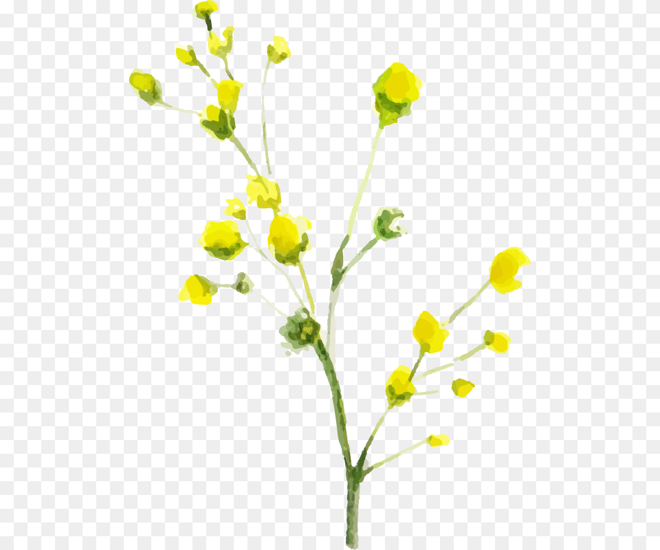 Tansy, Flower, Petal, Plant, Food Png Image