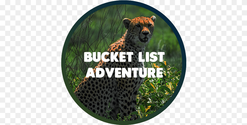 Tanzania Adventure Tours Wildlife, Animal, Cheetah, Mammal Png