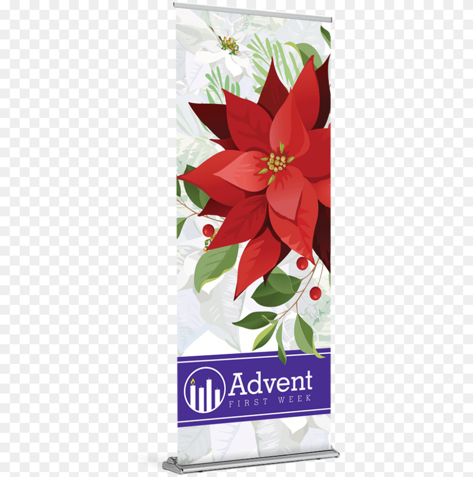 Tap To Expand Poinsettia, Advertisement, Poster, Graphics, Art Free Transparent Png