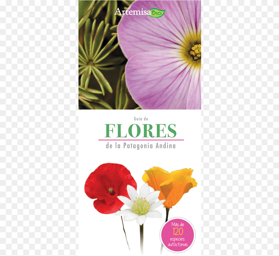 Tapa Flexible Con Solapadas, Anemone, Anther, Flower, Geranium Png Image