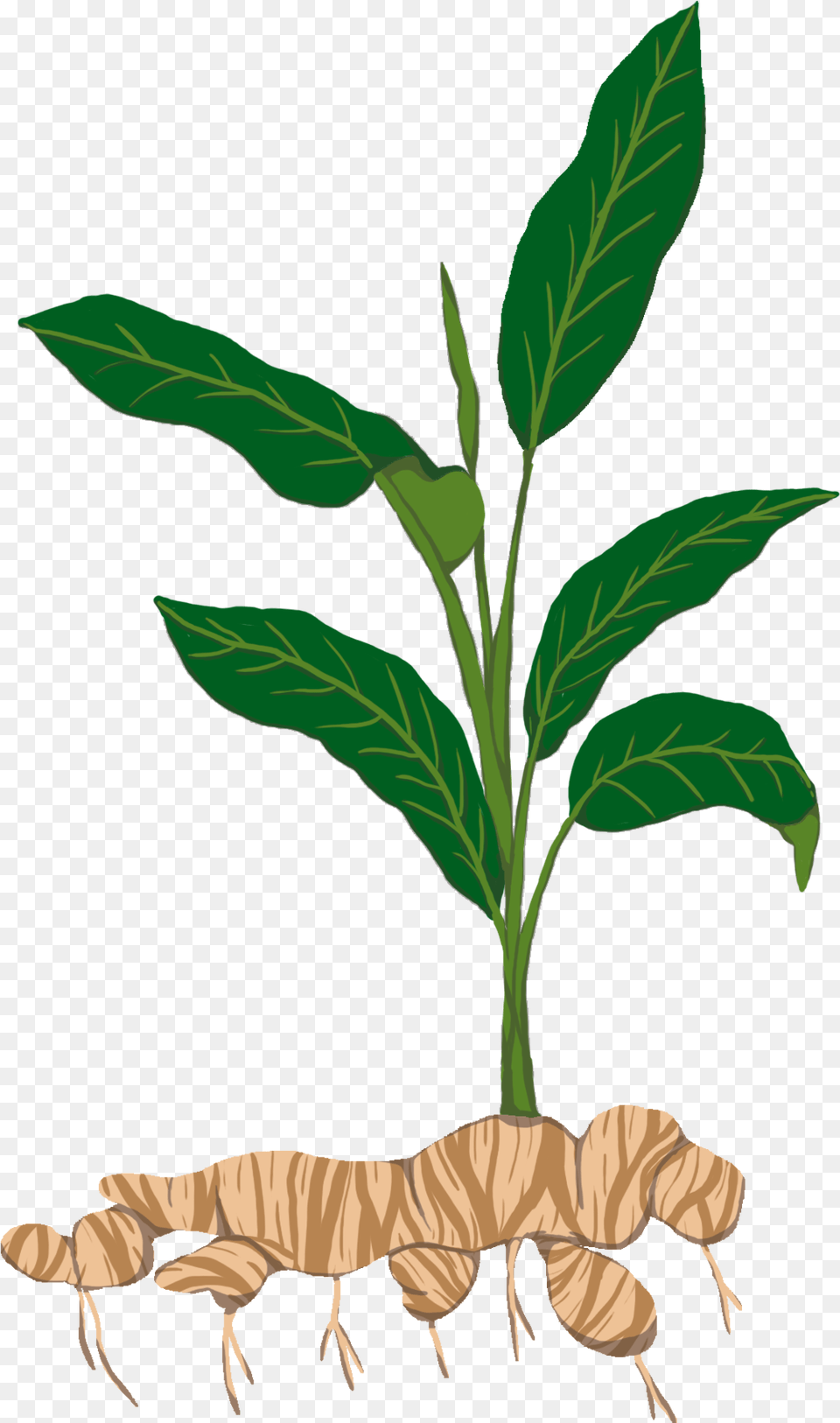 Tapioca Clipart Transparent, Leaf, Plant, Herbal, Herbs Png