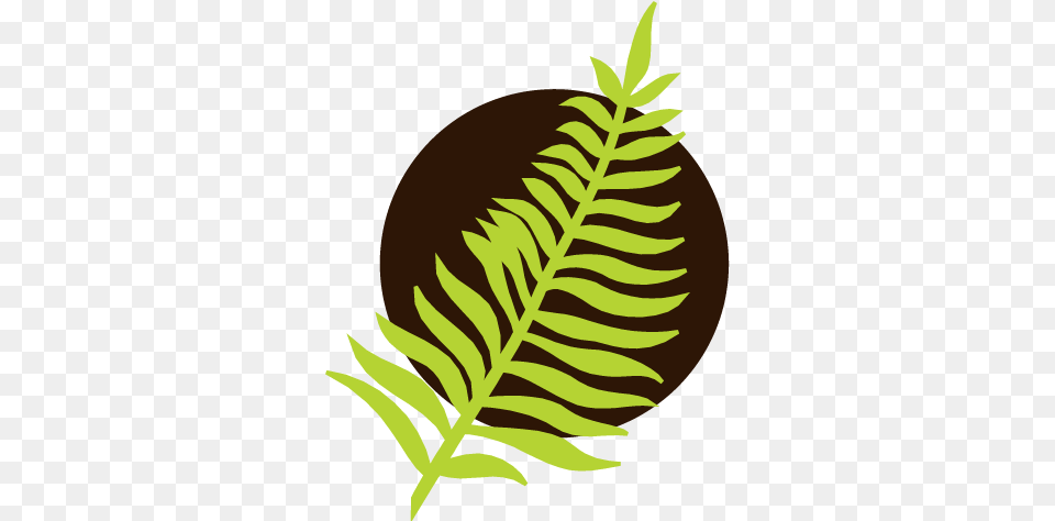 Tar Pamlico River Basin, Fern, Leaf, Plant Png Image