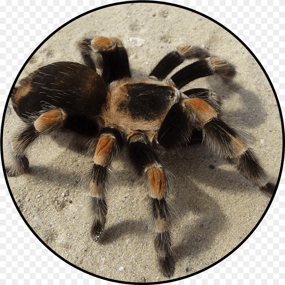 Tarantula, Animal, Invertebrate, Spider, Insect Free Transparent Png