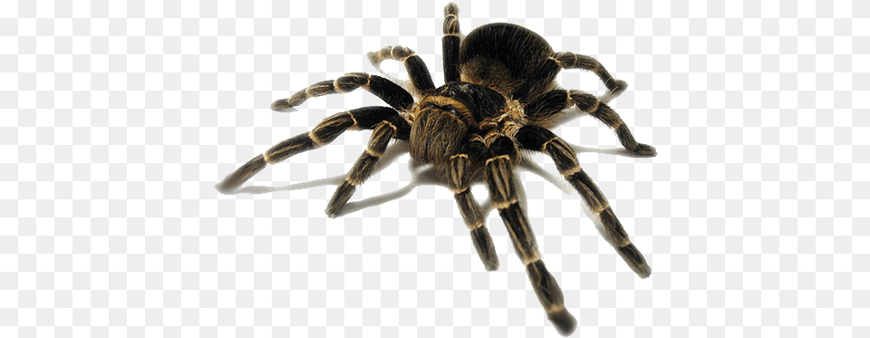 Tarantula, Animal, Invertebrate, Spider, Insect Free Transparent Png