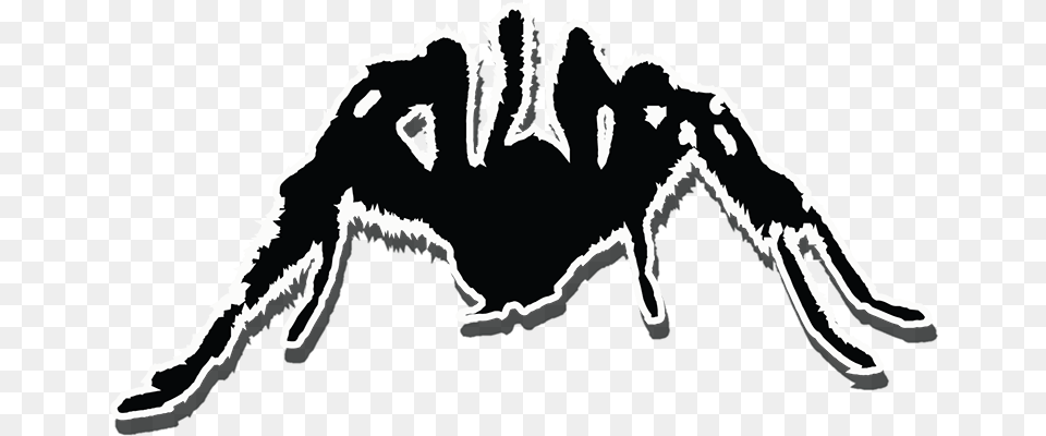 Tarantula, Stencil, Person, Animal, Invertebrate Free Transparent Png
