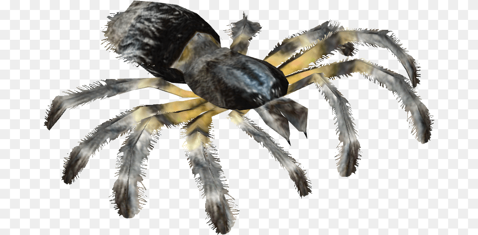 Tarantula, Animal, Invertebrate, Spider, Bird Png Image