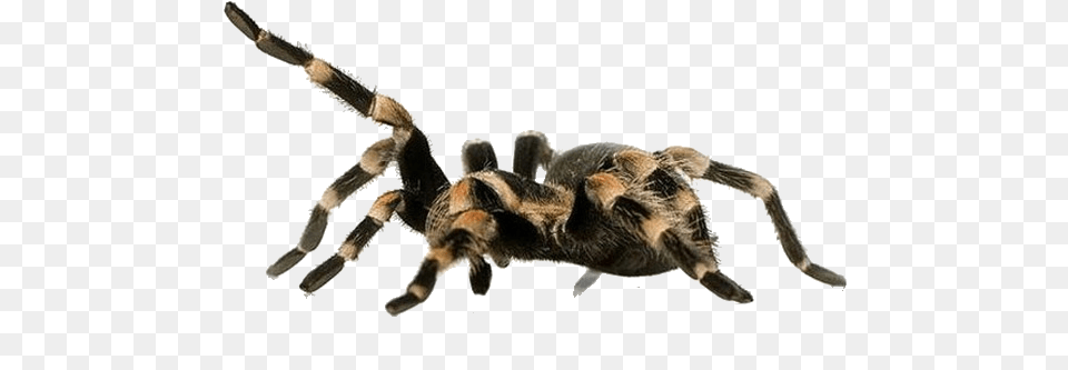 Tarantula Animals On White Backgrounds, Animal, Invertebrate, Spider, Insect Free Transparent Png