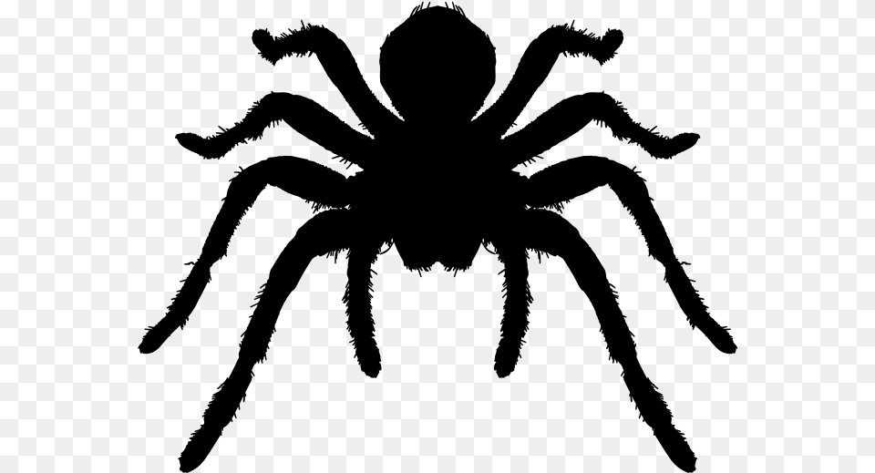 Tarantula Arthropod Animal Silhouette Vector Tarantula Spider Silhouette, Gray Png