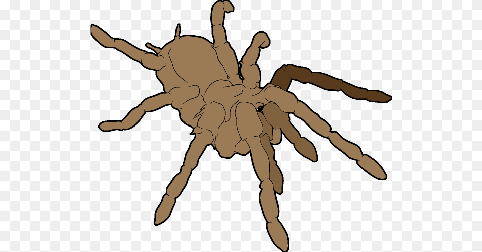 Tarantula Clip Art, Animal, Invertebrate, Spider, Person Png Image