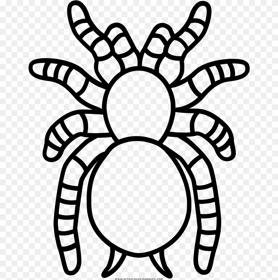 Tarantula Coloring, Gray Png