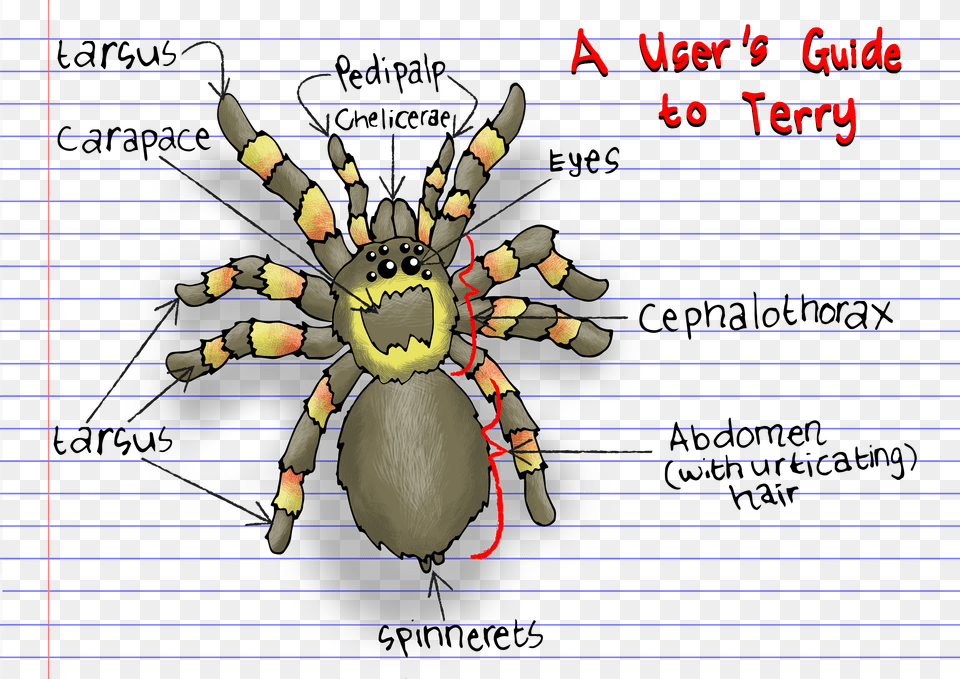 Tarantula Diagram Cartoon Tarantula Cartoon, Animal, Invertebrate, Spider, Baby Free Transparent Png