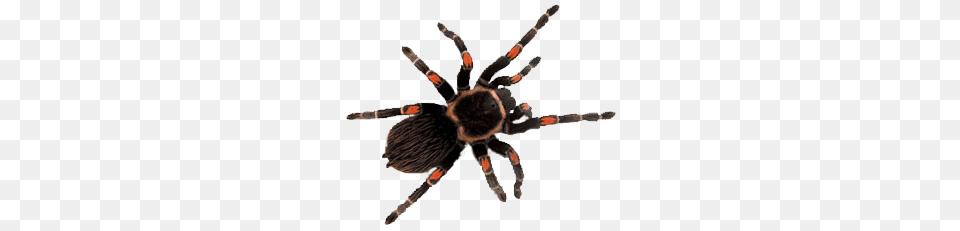 Tarantula Image, Animal, Invertebrate, Spider, Insect Png
