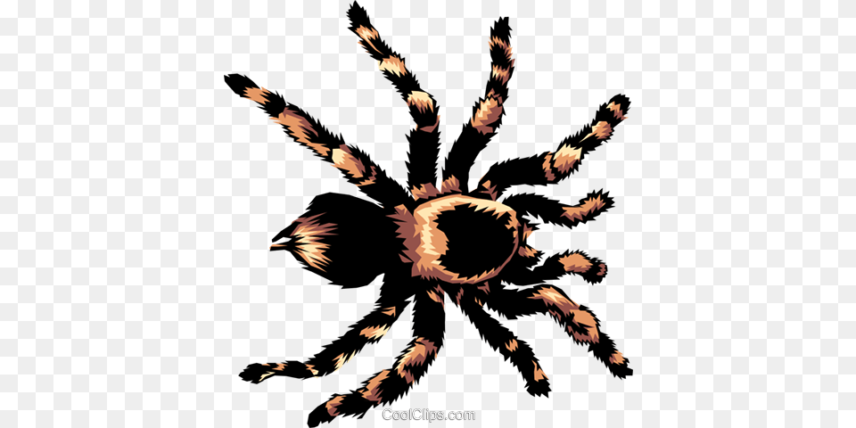 Tarantula Royalty Vector Clip Art Illustration, Animal, Invertebrate, Spider, Insect Png Image
